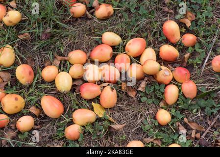 Gefallene eiförmige, rote und gelbe Frucht des Krabbenapfels, Malus 'John Downie', auf einem Rasen, Berksdhire, August Stockfoto