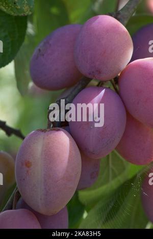 Austrittsloch-Schaden von Pflaumenfruchtmotte oder roter Pflaumenmaggot (Grapholita funebrana) auf der Oberfläche einer Victoria-Pflaumenfrucht auf dem Baum, Stockfoto