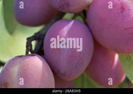 Austrittsloch-Schaden von Pflaumenfruchtmotte oder roter Pflaumenmaggot (Grapholita funebrana) auf der Oberfläche einer Victoria-Pflaumenfrucht auf dem Baum, Stockfoto