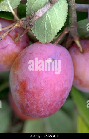 Austrittsloch-Schaden von Pflaumenfruchtmotte oder roter Pflaumenmaggot (Grapholita funebrana) auf der Oberfläche einer Victoria-Pflaumenfrucht auf dem Baum, Stockfoto