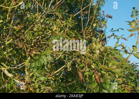 Symptome einer chalara-Asche-Diebe (Hymenoscyphus fraxineus) an einer kleinen sterbenden Esche (Fraxinus excelsior) mit einer großen Gesundheitsasche im Herbst Stockfoto