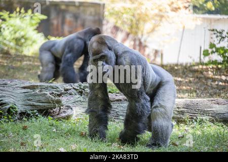 Der westliche Flachlandgorilla vom ZOO ATLANTA. Es ist eine von zwei Unterarten des westlichen Gorilla, die in Bergan-, Primär- und Sekundärwäldern lebt Stockfoto