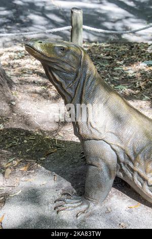 Atlanta USA 8. Oct 2022: Bronzeskulptur des Komodo-Drachen (Varanus komodoensis) im Zoo Atlanta in Atlanta, Georgia. Stockfoto