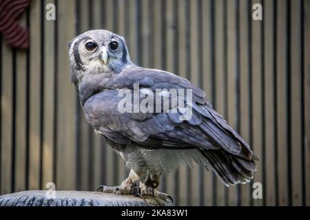 Der Adlerkauz von Verreaux (Bubo lacteus) gehört zur Familie der Strigidae. Diese Art ist im subsaharischen Afrika weit verbreitet. Stockfoto