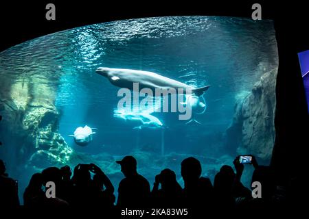 Touristen beobachten Belugawale (Delphinapterus leucas) beim Schwimmen im Cold Water Quest of Georgia Aquarium in Atlanta, USA. Stockfoto