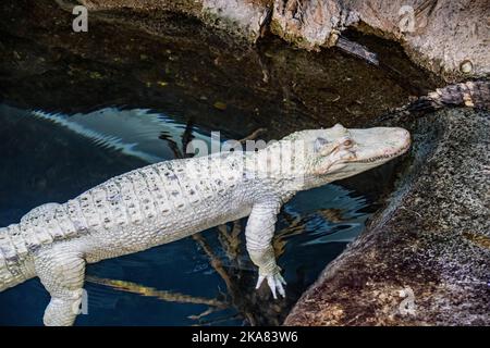 Die Nahaufnahme des Albino-amerikanischen Alligators (Alligator mississippiensis) ist ein großes Krokodilreptil aus dem Südosten der Vereinigten Staaten, Stockfoto