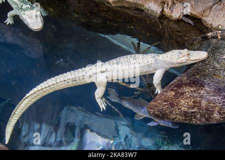 Die Nahaufnahme des Albino-amerikanischen Alligators (Alligator mississippiensis) ist ein großes Krokodilreptil aus dem Südosten der Vereinigten Staaten, Stockfoto