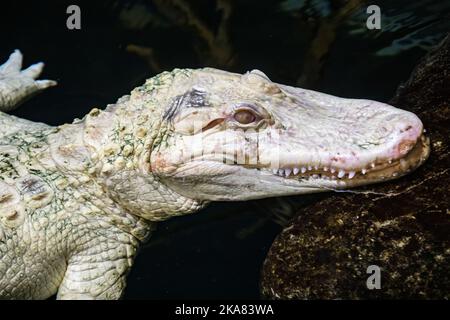 Die Nahaufnahme des Albino-amerikanischen Alligators (Alligator mississippiensis) ist ein großes Krokodilreptil aus dem Südosten der Vereinigten Staaten, Stockfoto