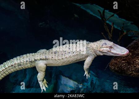 Die Nahaufnahme des Albino-amerikanischen Alligators (Alligator mississippiensis) ist ein großes Krokodilreptil aus dem Südosten der Vereinigten Staaten, Stockfoto