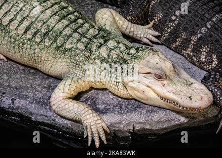 Die Nahaufnahme des Albino-amerikanischen Alligators (Alligator mississippiensis) ist ein großes Krokodilreptil aus dem Südosten der Vereinigten Staaten, Stockfoto