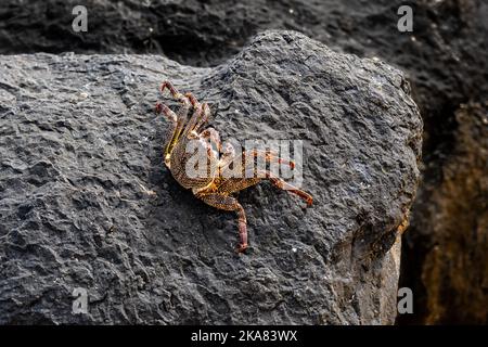 Eine dünngeschälte Felskrabbe (Grapsus tenuicrustatus), auch Natal lightfoot-Krabbe oder Natal sally-Light-Foot-Krabbe genannt, auf einem schwarzen vulkanischen Gestein. Stockfoto