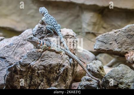 Die gemeine Halseidechse (Crotaphytus collaris) ist eine nordamerikanische Eidechsenart aus der Familie der Crotaphytidae. Stockfoto