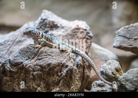 Die gemeine Halseidechse (Crotaphytus collaris) ist eine nordamerikanische Eidechsenart aus der Familie der Crotaphytidae. Stockfoto