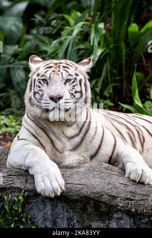 Der weiße Tiger ist eine Pigmentvariante des bengalischen Tigers. Ein solcher Tiger hat die für den bengalischen Tiger typischen schwarzen Streifen, trägt aber einen weißen Stockfoto