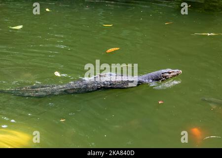 Ein wilder asiatischer Wassermonitor (Varanus-Salvator) schwimmt mit der Zunge im Teich des Singapore Zoo. Es ist eine große Varanideneidechse Stockfoto