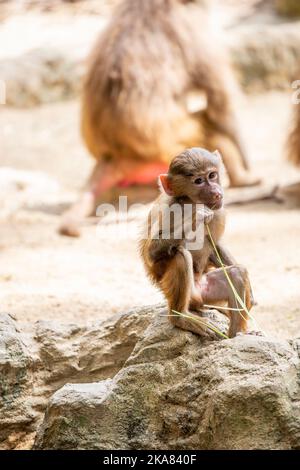 Ein junger Hamadryas-Pavian (Papio hamadryas) sitzt auf dem Felsen. Es handelt sich um eine Art Pavian aus der Affenfamilie der Alten Welt. Stockfoto