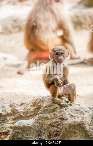 Ein junger Hamadryas-Pavian (Papio hamadryas) sitzt auf dem Felsen. Es handelt sich um eine Art Pavian aus der Affenfamilie der Alten Welt. Stockfoto