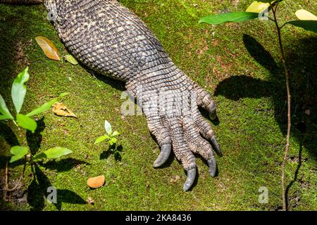 Nahaufnahme der Vorderbeinklaue des Komodo-Drachens. Es ist auch als Komodo-Monitor bekannt, eine Eidechsenart, die auf den indonesischen Inseln gefunden wird Stockfoto