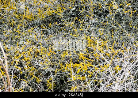 Gelbe Krustenflechte auf Stachelzweigen Zweige der Küste von Pembrokeshire Hecken im Oktober 2022 in Wales, Großbritannien, KATHY DEWITT Stockfoto