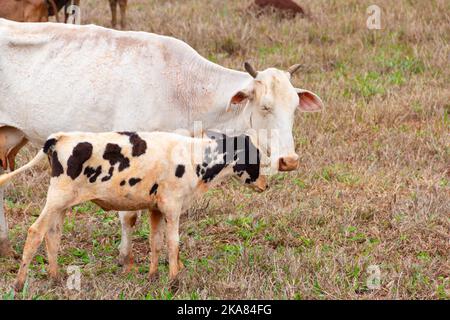 Goiânia, Goias, Brasilien – 30. Oktober 2022: Eine weiße Kuh mit ihrem schwarz-weiß gefleckten Kalb frisst Gras auf einer Farm. Beide waren dreckig. Stockfoto