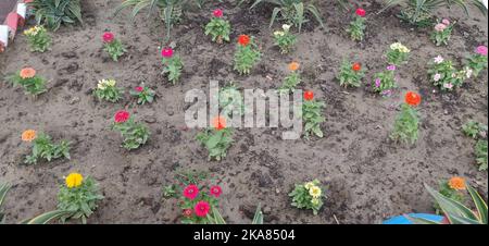 Bunte Blume auf dem Boden gepflanzt. Plantagenmuster. Stockfoto