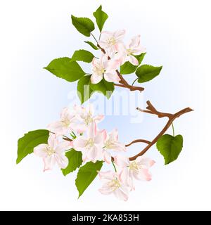Äste von Apfelbaum mit Blumen Set drei vintage Illustration editierbare Handziehung Stock Vektor