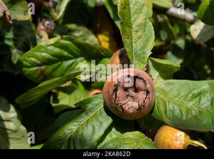 Mespilus Germanica „Nottingham“ AGM (Medlar) eine iranische Frucht Stockfoto