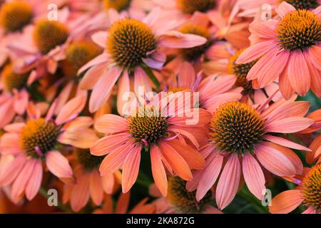 Echinacea Sombrero Adobe Orange, Echinacea Balsomado, Sombrero Series, Coneflower Sombrero Adobe Orange. Ausdauernder, leicht herabhängende Orangenblüte Stockfoto
