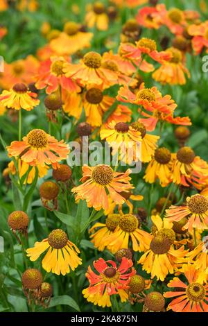 Helenium Waltraut, Niesen-Waltraut. Mehrjährig mit braun-äugigen, goldbraunen Blüten Stockfoto