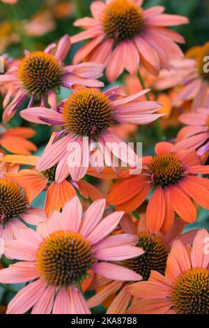Echinacea Sombrero Adobe Orange, Echinacea Balsomado, Sombrero Series, Coneflower Sombrero Adobe Orange. Ausdauernder, leicht herabhängende Orangenblüte Stockfoto