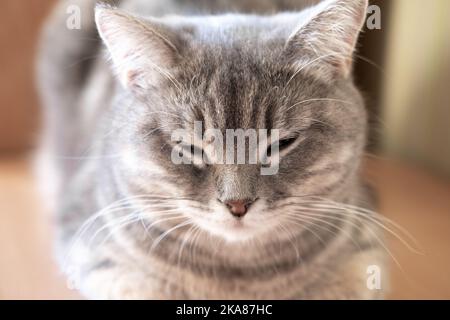 Schlafende graue flauschige tabby Katze auf dem Tisch, selektiver Fokus. Nahaufnahme der Schnauze einer sehr schönen grauen Katze. Die Katze schläft neben dem Besitzer Stockfoto
