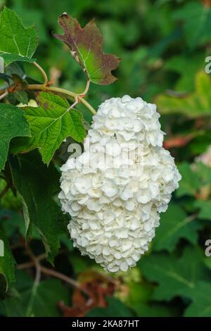 Hortensia quercifolia Harmonie, große, konische Rispen aus cremig-weißen, doppelt sterilen Blüten, rosa mit dem Alter Stockfoto