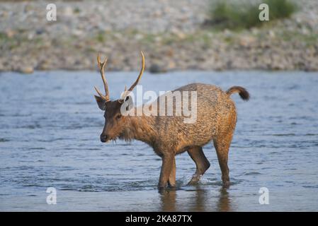 Sambar - Deer überquert den Fluss. Jim-Corbett-Nationalpark, Indien. Stockfoto