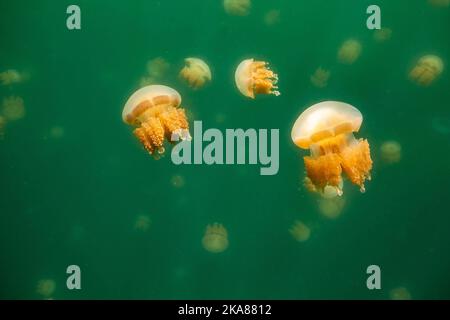 Die schöne Aufnahme des Jellyfish Lake - ein See auf der Insel Eil Malk in Palau Stockfoto