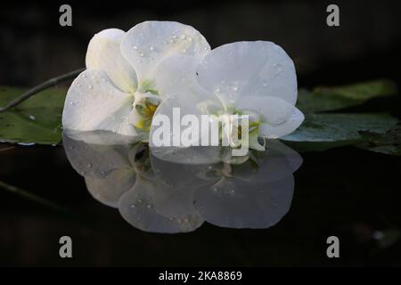 Eine Nahaufnahme von nassen weißen Orchideen in einem dunklen See Stockfoto