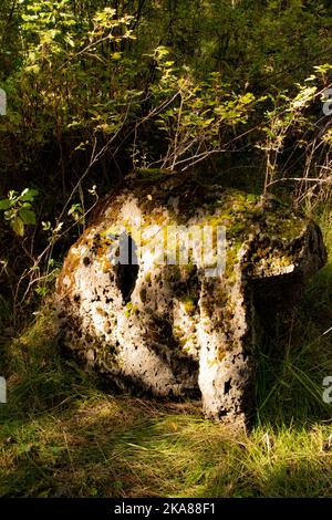 Goldenes, getuschtes Sonnenlicht trifft die Herbstblätter und moosbedeckten Baumstämme. Stockfoto