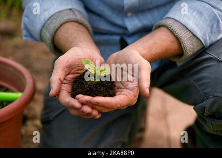 Ein Bauer hält einen Baumkeimling in der Hand, um auf dem Gemüsegrundstück zu Pflanzen. Sämlingpflanze sprießt im Boden. Konzept Landwirtschaft Landwirtschaft. Stockfoto