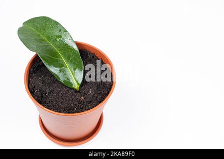 In einem Topf mit Erde gepflanzt, die Stecklinge der Zimmerpflanze Jasmin steplanotis. Stockfoto