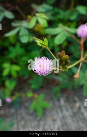 Nahaufnahme einer Mimosa Pudica Blume an einem sonnigen Tag in einem Garten mit verschwommenem Hintergrund Stockfoto