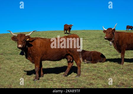 Rinder der Salers Kühe, französische Rasse, regionaler Naturpark der Vulkane der Auvergne, Cezallier-Hochebene, Puy de Dome , Auvergne Rhone Alpes. Frankreich Stockfoto