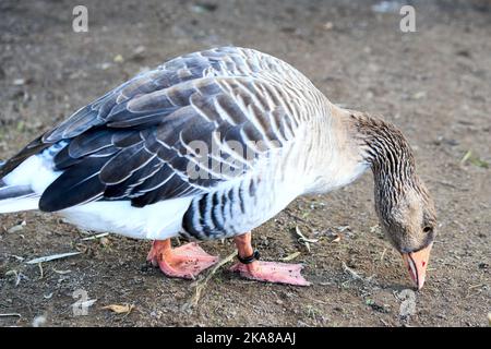 Graugans oder Graugans Anser anser ist eine Art von Großgans aus der Wasservogelfamilie Anatidae und der Typusart der Gattung Anser Stockfoto