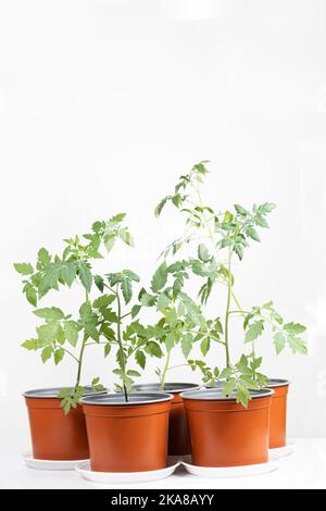 Tomaten aus Samen anbauen, Schritt für Schritt. Schritt 10 - Sämlinge wachsen in Töpfen Stockfoto