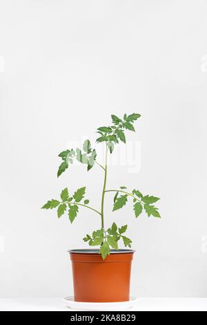 Tomaten aus Samen anbauen, Schritt für Schritt. Schritt 10 - Sämlinge wachsen in Töpfen Stockfoto