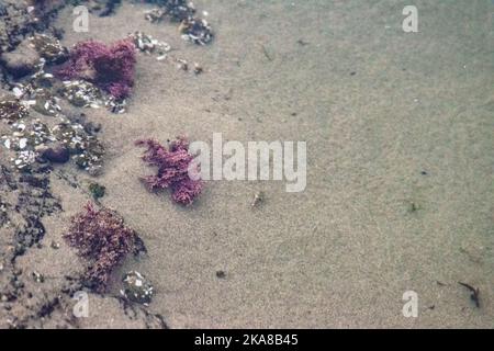 Gezeitenbecken entlang der Küste von Oregon am Morgen, mit kristallklarem Wasser und kleinen Meerestieren und Pflanzen. Stockfoto