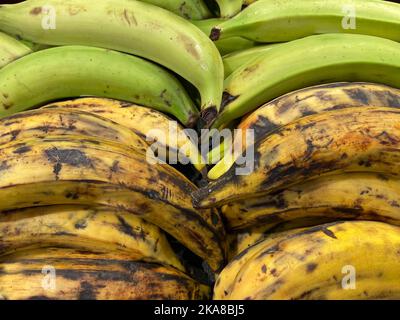 Augusta, GA USA - 12 22 21: Einzelhandel Frische Produkte Reihen von Kochbananen Stockfoto