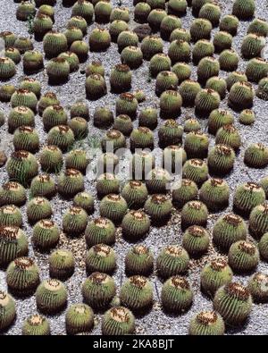 Barrel Cactus auf dem Dach des Getty Center in Los Angeles Stockfoto