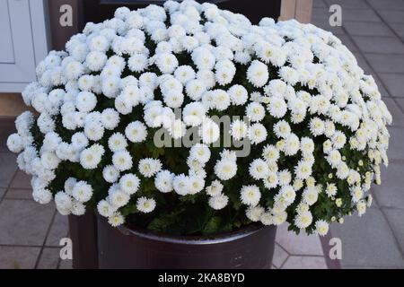 weiße Chrysanthemeblumen Stockfoto