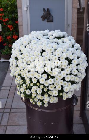 weiße Chrysanthemeblumen Stockfoto