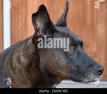 Eine Nahaufnahme eines holländischen Schäferhundes auf dem verschwommenen Hintergrund Stockfoto