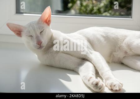Orientalische Kurzhaarkatze, die am Fenster schläft Stockfoto